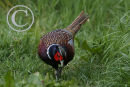 Cock Pheasant